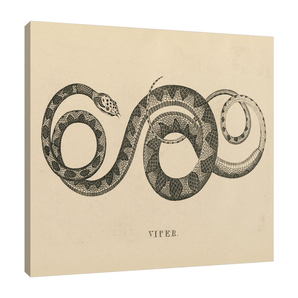 Jaxson Rea "Vintage Viper Crop Gallery Wrapped Canvas by Wild Apple Portfolio, 15" x 12"