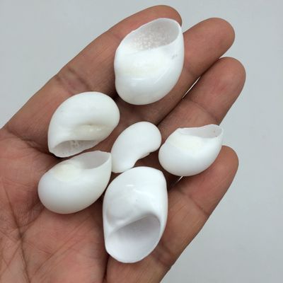 PEPPERLONELY White Natica Snail Sea Shells, 16 OZ Apprx.120+ PC Shells, 3/4 Inch ~ 1-1/4 Inch (#77794 White)