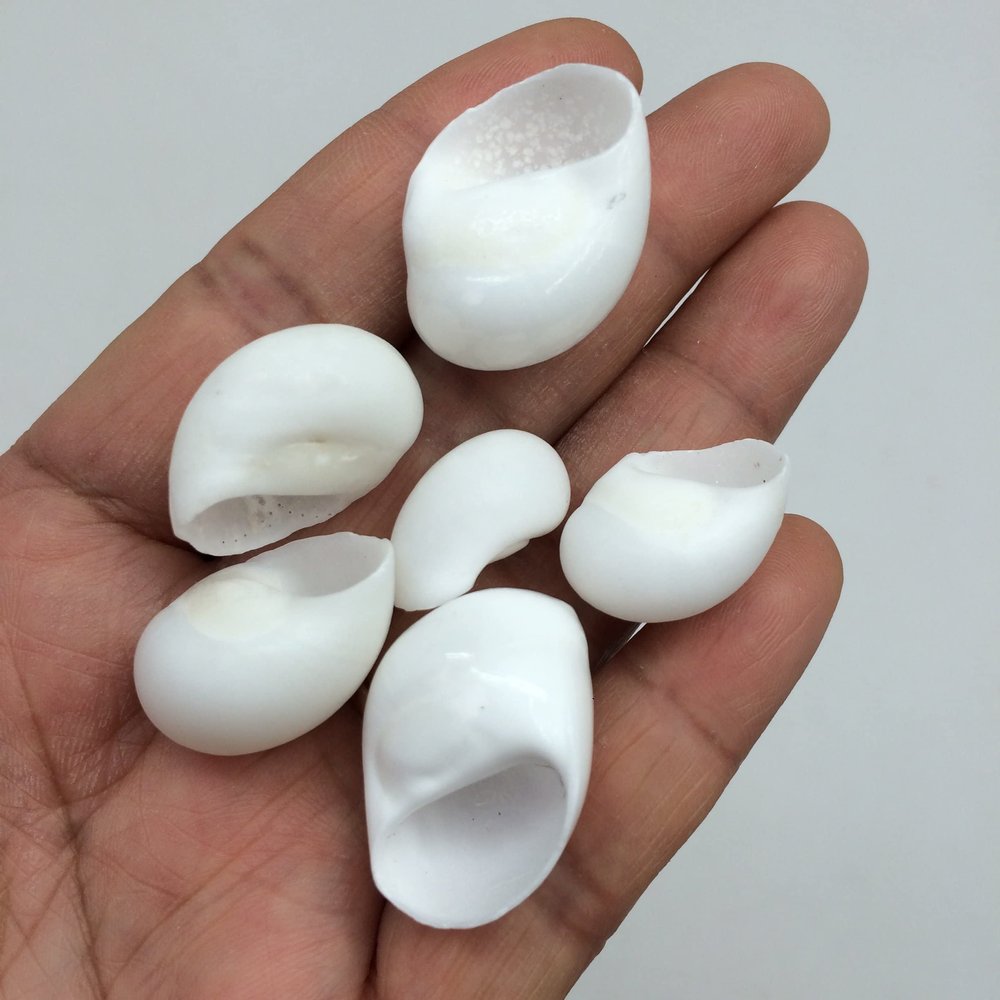 PEPPERLONELY White Natica Snail Sea Shells, 16 OZ Apprx.120+ PC Shells, 3/4 Inch ~ 1-1/4 Inch (#77794 White)