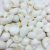 PEPPERLONELY White Natica Snail Sea Shells, 16 OZ Apprx.120+ PC Shells, 3/4 Inch ~ 1-1/4 Inch (#77794 White) view 2