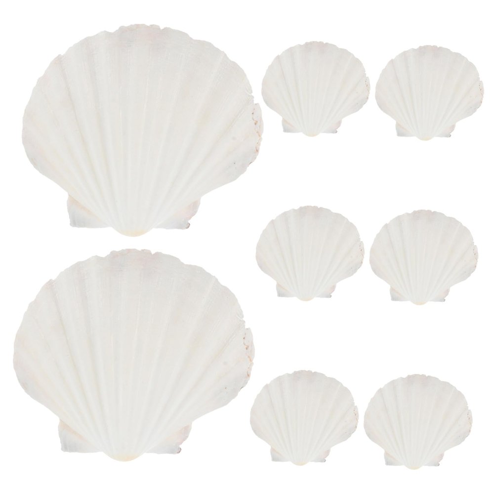 10pcs Large Scallop Shells for Serving Food Dish Large Seashells Scallop s Natural Sea Sea s Diy Painting s Plates Size Abalone Big Natural