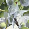 Jwenic 100pc Sheer Organza Mesh Drawstring Gift Goodie Bags 4x6 Inch White view 2