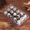 Quail Egg Cartons,15 Grids Small Egg Storage Holders,Quail Eggs Bulk Carton Trays & 2PCS Stainless Steel Cutter view 2