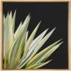SIGNWIN Framed Canvas Print Wall Art Set Southwest Tropical Agave Americana Succulent Floral Botanical Photography Realism Nature Rustic Colorful for Living Room, Bedroom, Office - 16"x24" Natural view 1