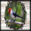 Red Headed Bird Canvas Wall ArtSpring Decorations for Wall Decor 12 x 16 Inch view 1