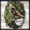 Brown and White Bird Canvas Wall ArtSpring Decorations for Wall Decor 12 x 16 Inch view 1