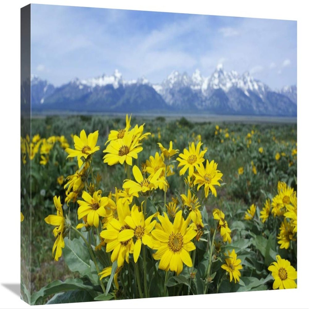 18 x 24 in. Balsamroot Sunflower Patch, Grand Teton National Park, Wyoming Art Print - Tim Fitzharris