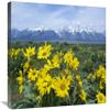 18 x 24 in. Balsamroot Sunflower Patch, Grand Teton National Park, Wyoming Art Print - Tim Fitzharris view 1