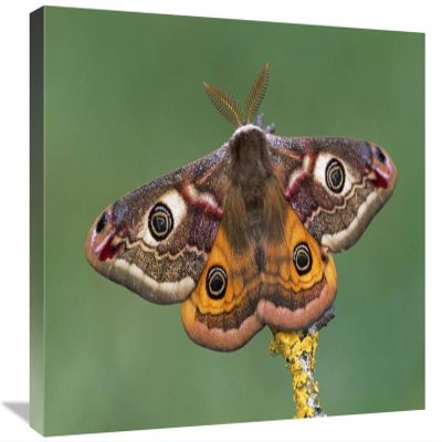 16 x 24 in. Emperor Moth, Switzerland Art Print - Thomas Marent