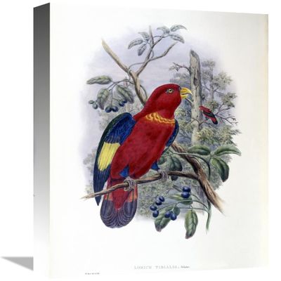 16 in. Blue-Thighed Lory Art Print - John Gould