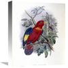 16 in. Blue-Thighed Lory Art Print - John Gould view 1