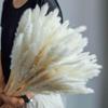 homeemoh 15 Pcs Dried Pampas Grass 17.7" Natural Pampas Grass Bouquet Fluffy Stem Bouquet for Flower Arrangements and Weddings,White view 3