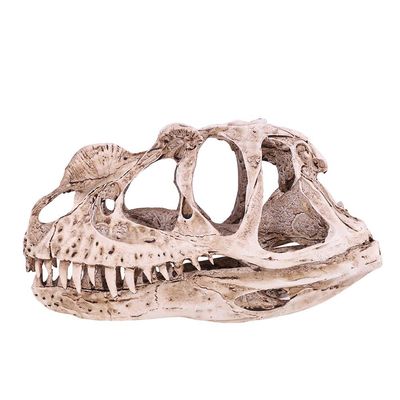 Pilipane Dinosaur Skull Model, Personality Animal Skeleton Ornaments, Dinosaur Skeleton for Home Office Decor Halloween Collection Art Craft Teaching Prop