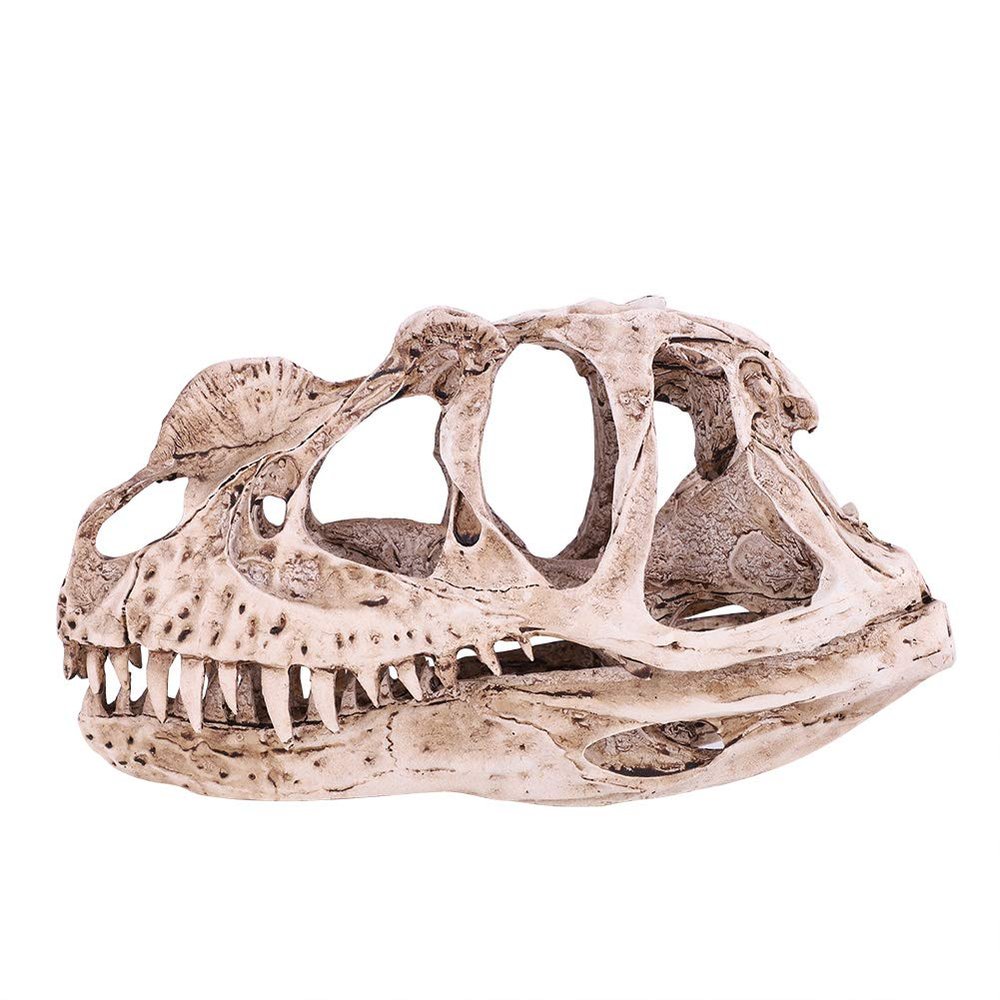 Pilipane Dinosaur Skull Model, Personality Animal Skeleton Ornaments, Dinosaur Skeleton for Home Office Decor Halloween Collection Art Craft Teaching Prop