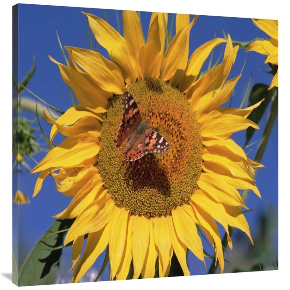 30 x 40 in. Painted Lady Butterfly on Sunflower, New Mexico Art Print - Tim Fitzharris