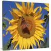 30 x 40 in. Painted Lady Butterfly on Sunflower, New Mexico Art Print - Tim Fitzharris view 1