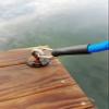 24-Inch Marine Grade SuperBungee Hand Made in The USA with 2 Stainless Steel Hook Ends (Blue) view 4