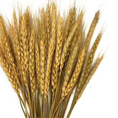 50 Pieces - 10-12" Golden Tan Preserved Dried Botanical Wheat Grass Wedding Arch Boho Decor | Moonlight Feather