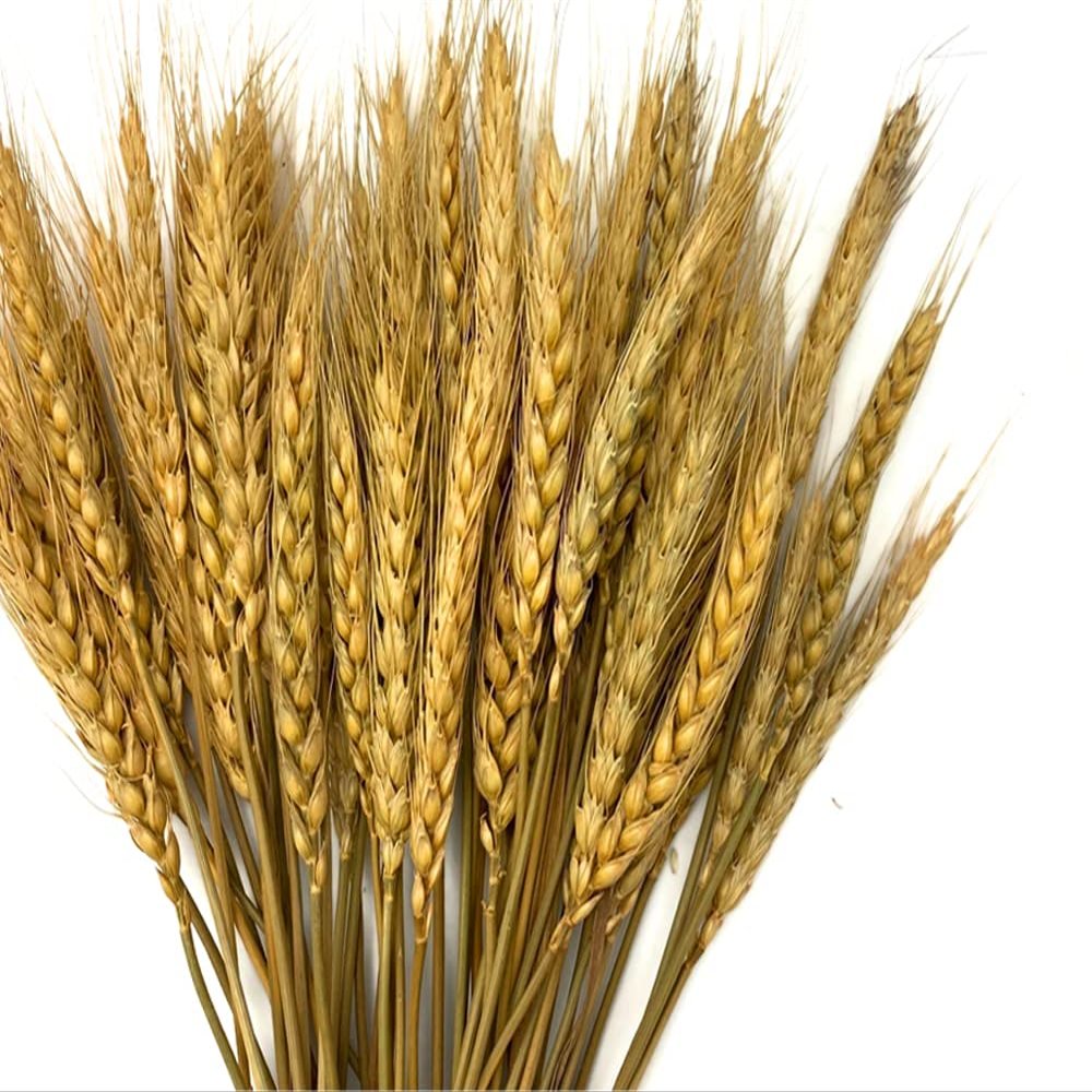 50 Pieces - 10-12" Golden Tan Preserved Dried Botanical Wheat Grass Wedding Arch Boho Decor | Moonlight Feather