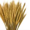 50 Pieces - 10-12" Golden Tan Preserved Dried Botanical Wheat Grass Wedding Arch Boho Decor | Moonlight Feather view 1