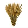 50 Pieces - 10-12" Golden Tan Preserved Dried Botanical Wheat Grass Wedding Arch Boho Decor | Moonlight Feather view 2