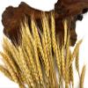 50 Pieces - 10-12" Golden Tan Preserved Dried Botanical Wheat Grass Wedding Arch Boho Decor | Moonlight Feather view 3