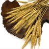 50 Pieces - 10-12" Golden Tan Preserved Dried Botanical Wheat Grass Wedding Arch Boho Decor | Moonlight Feather view 4
