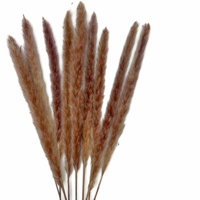 30 Pieces - 18-20" Natural Red Preserved Small Reed Pampas Grass Dried Botanical Boho Wedding Decor | Moonlight Feather