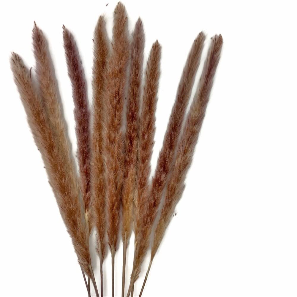 30 Pieces - 18-20" Natural Red Preserved Small Reed Pampas Grass Dried Botanical Boho Wedding Decor | Moonlight Feather