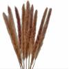 30 Pieces - 18-20" Natural Red Preserved Small Reed Pampas Grass Dried Botanical Boho Wedding Decor | Moonlight Feather view 1