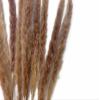 30 Pieces - 18-20" Natural Red Preserved Small Reed Pampas Grass Dried Botanical Boho Wedding Decor | Moonlight Feather view 2