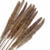 30 Pieces - 18-20" Natural Red Preserved Small Reed Pampas Grass Dried Botanical Boho Wedding Decor | Moonlight Feather view 3