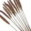30 Pieces - 18-20" Natural Red Preserved Small Reed Pampas Grass Dried Botanical Boho Wedding Decor | Moonlight Feather view 4