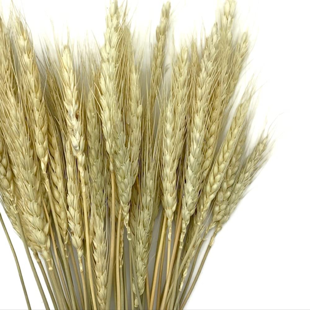 50 Pieces - 10-12" Natural Ivory Preserved Dried Botanical Wheat Grass Wedding Arch Boho Decor | Moonlight Feather