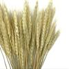 50 Pieces - 10-12" Natural Ivory Preserved Dried Botanical Wheat Grass Wedding Arch Boho Decor | Moonlight Feather view 1