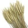 50 Pieces - 10-12" Natural Ivory Preserved Dried Botanical Wheat Grass Wedding Arch Boho Decor | Moonlight Feather view 2