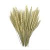 50 Pieces - 10-12" Natural Ivory Preserved Dried Botanical Wheat Grass Wedding Arch Boho Decor | Moonlight Feather view 3