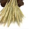 50 Pieces - 10-12" Natural Ivory Preserved Dried Botanical Wheat Grass Wedding Arch Boho Decor | Moonlight Feather view 4