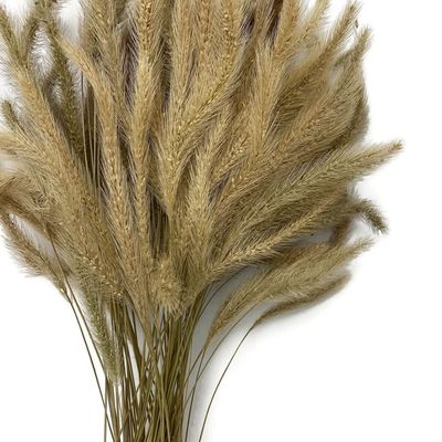 100 Pieces - 18-20" Natural Tan Dogtail Preserved Dried Botanical Grass Boho Centerpiece Decor | Moonlight Feather