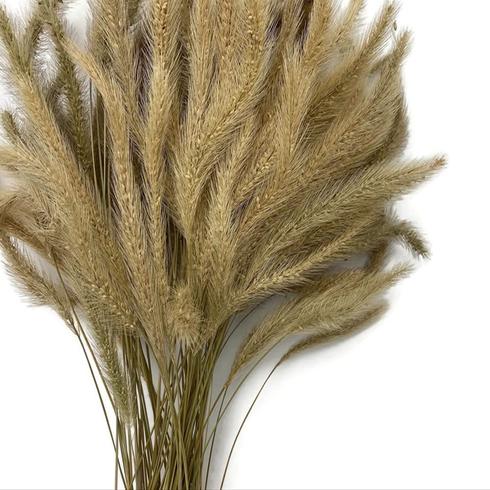 100 Pieces - 18-20" Natural Tan Dogtail Preserved Dried Botanical Grass Boho Centerpiece Decor | Moonlight Feather