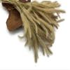 100 Pieces - 18-20" Natural Tan Dogtail Preserved Dried Botanical Grass Boho Centerpiece Decor | Moonlight Feather view 3