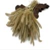 100 Pieces - 18-20" Natural Tan Dogtail Preserved Dried Botanical Grass Boho Centerpiece Decor | Moonlight Feather view 4