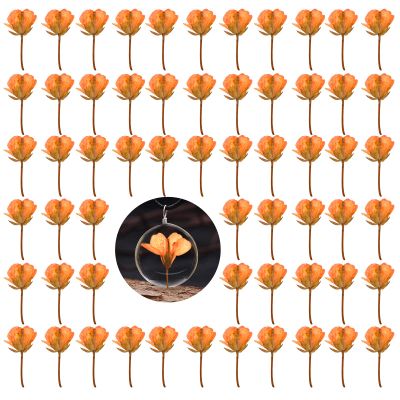 60PCS Orange Dried Pressed Rapeseed Flowers for Resin Mold, Natural Dry Flowers for Resin Mold DIY Ornament Crafts Candle Card Making