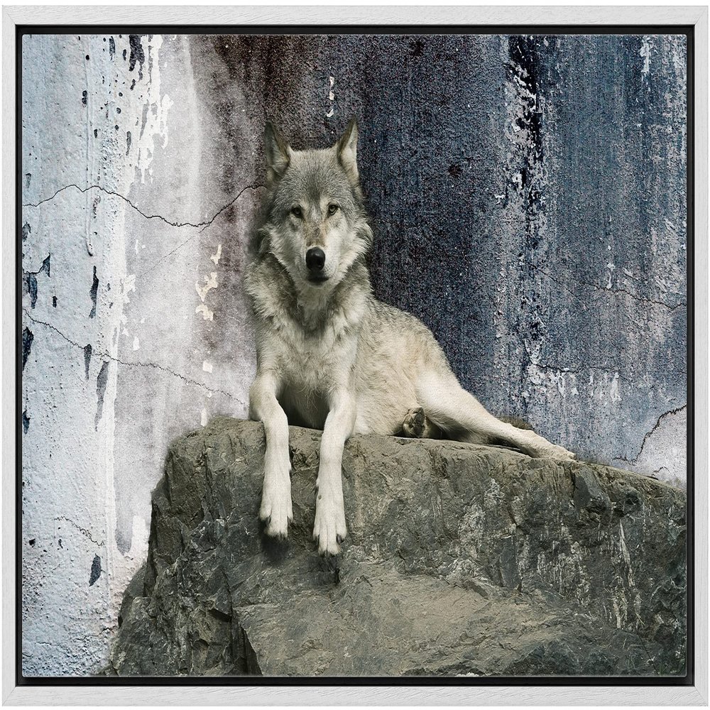 wall26 - Animal Theme Framed Canvas Wall Art - A Wolf Laying on a Boulder - Giclee Print Gallery Wrap | Modern Home Art Stretched & Ready to Hang - 16"x24" White