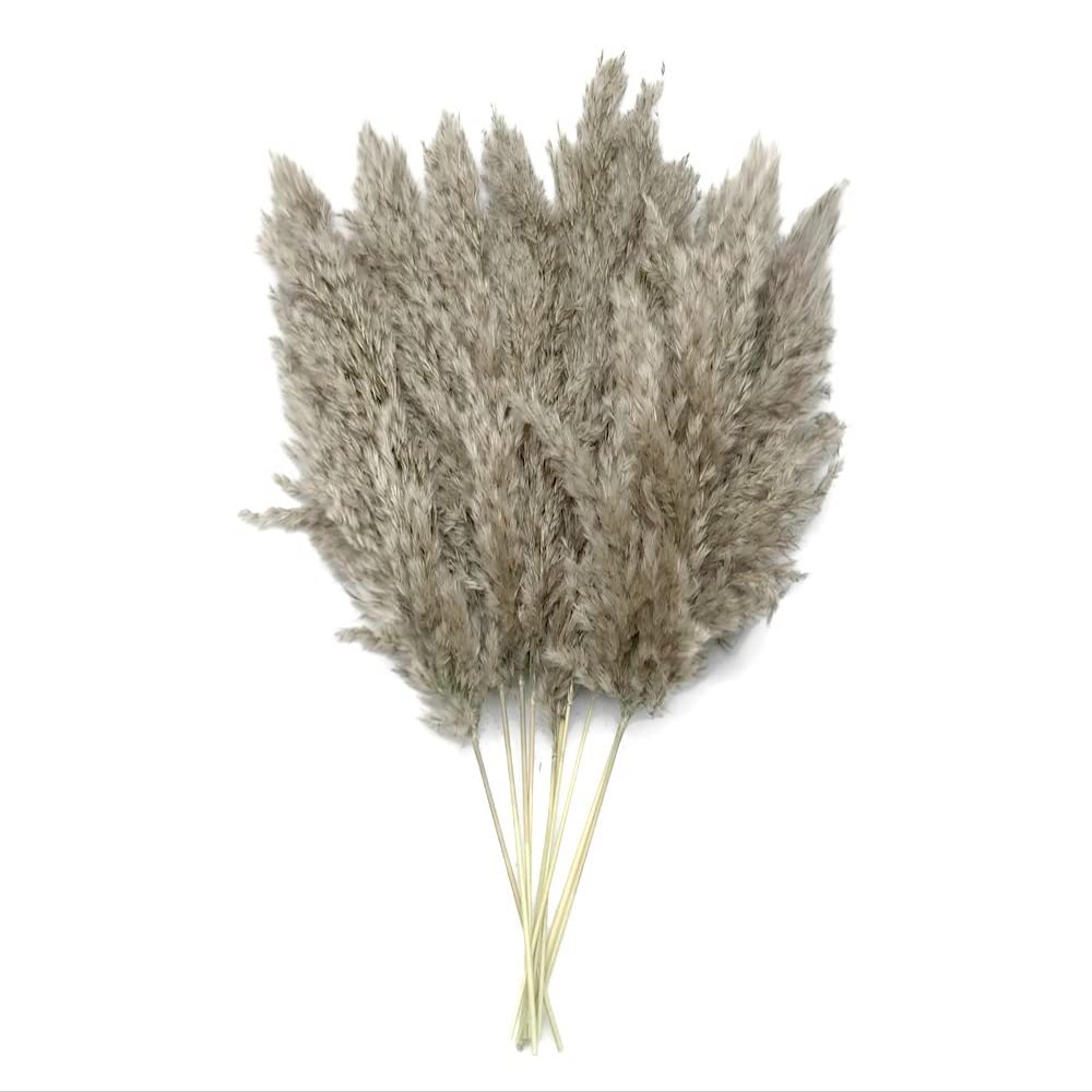 5 Pieces - 20-24" Natural Ivory Preserved Dried Plume Reed Grass Boho Centerpiece Vase Decor | Moonlight Feather