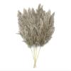 5 Pieces - 20-24" Natural Ivory Preserved Dried Plume Reed Grass Boho Centerpiece Vase Decor | Moonlight Feather view 1