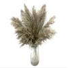 5 Pieces - 20-24" Natural Ivory Preserved Dried Plume Reed Grass Boho Centerpiece Vase Decor | Moonlight Feather view 2