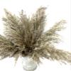 5 Pieces - 20-24" Natural Ivory Preserved Dried Plume Reed Grass Boho Centerpiece Vase Decor | Moonlight Feather view 3