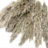 5 Pieces - 20-24" Natural Ivory Preserved Dried Plume Reed Grass Boho Centerpiece Vase Decor | Moonlight Feather view 4