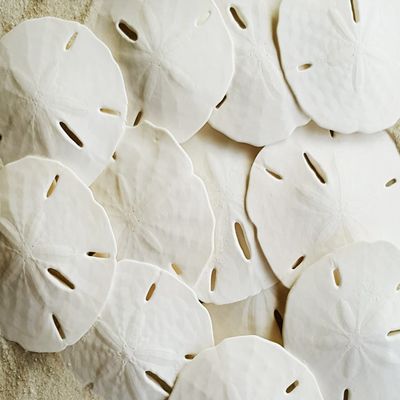 Tumbler Home White Sand Dollars 2.5"-3" - 20pcs - Wedding Seashell Craft - Hand Picked and Professionally Packed